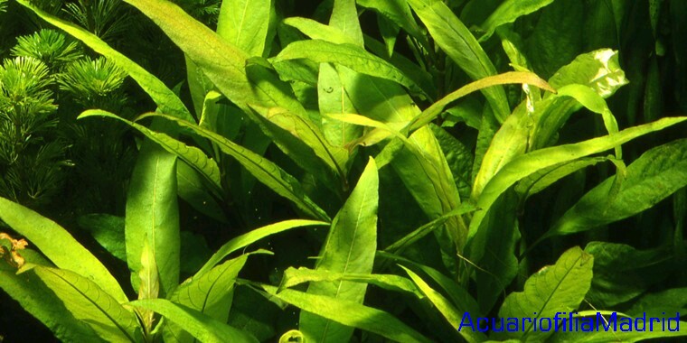 hygrophila corymbosa siamensis 53a y XL