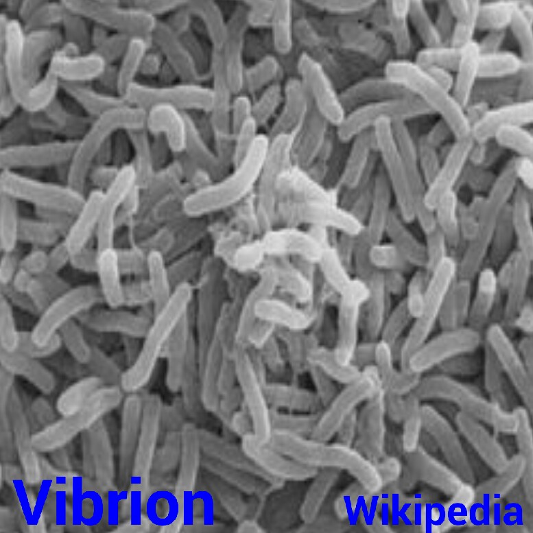 Vibriones