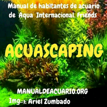 Sector de Acuascaping de Aqua Internaciónal