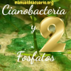 Cianobacteria y altos fosfatos 2