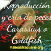 Reproducción de Carassius o Goldfish 2