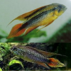 Apistogramma Agassizii Ciclido Enano de Agassizii, Obispo,