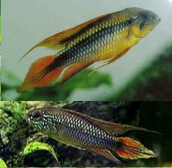 Apistogramma Agassizii Ciclido Enano de Agassizii, Obispo,