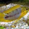 Apistogramma Borelli