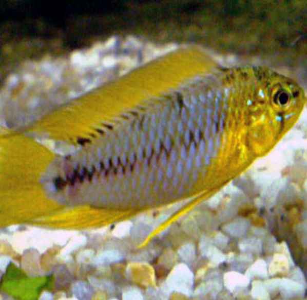 Apistogramma Borelli