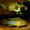 Apistogramma Nijsseni Apistogramma Panda, Cíclido Enano de Cola Naranja