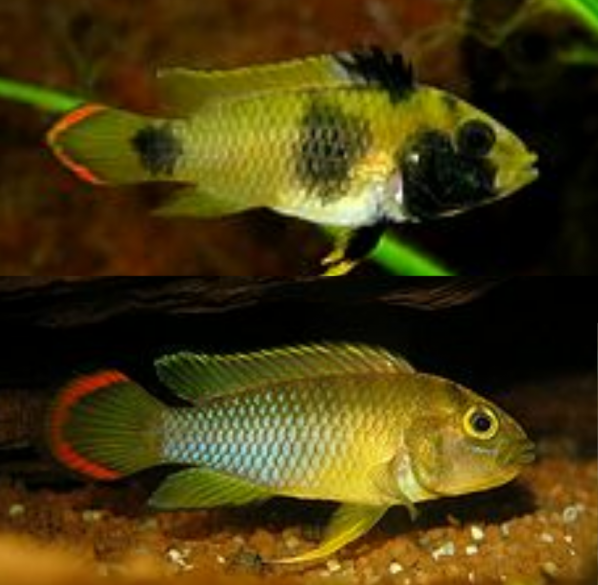 Apistogramma Nijsseni Apistogramma Panda, Cíclido Enano de Cola Naranja