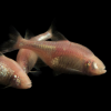 Astyanax Jordani Tetra Cavernícola, Tetra Ciego