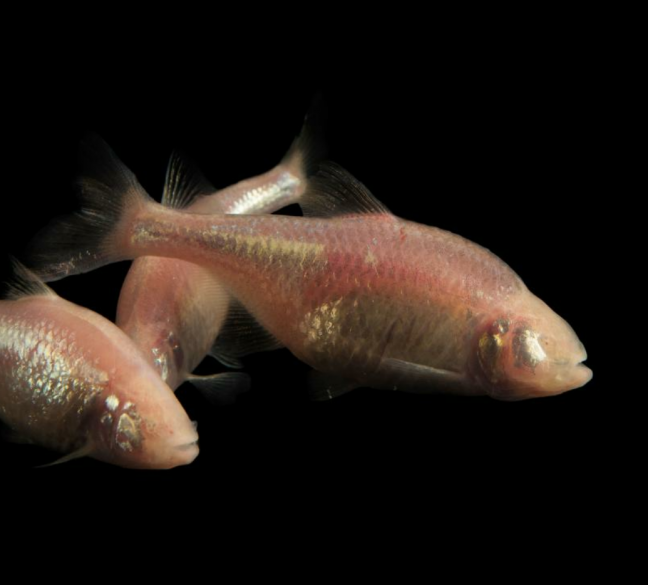 Astyanax Jordani Tetra Cavernícola, Tetra Ciego