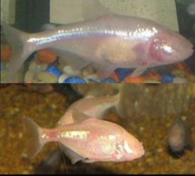 Astyanax Mexicanus Tetra Mexicano, Pez Ciego de las Cuevas