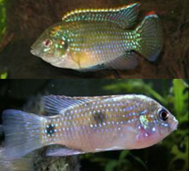 Anomalochromis Thomasi Cíclido Mariposa Africana