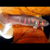 Betta Rubra Red Sumatran Fighter