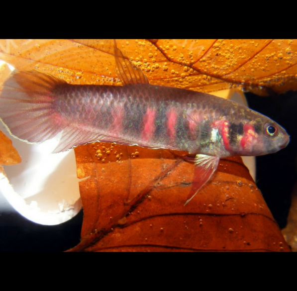 Betta Rubra Red Sumatran Fighter