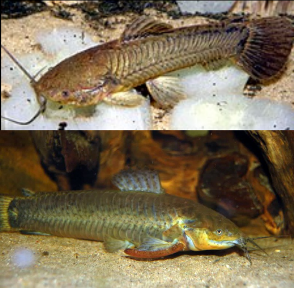 Callichthys Callichthys Cascarudo