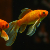 Carassius Auratus Carpa Dorada, Goldfish, Pez Rojo