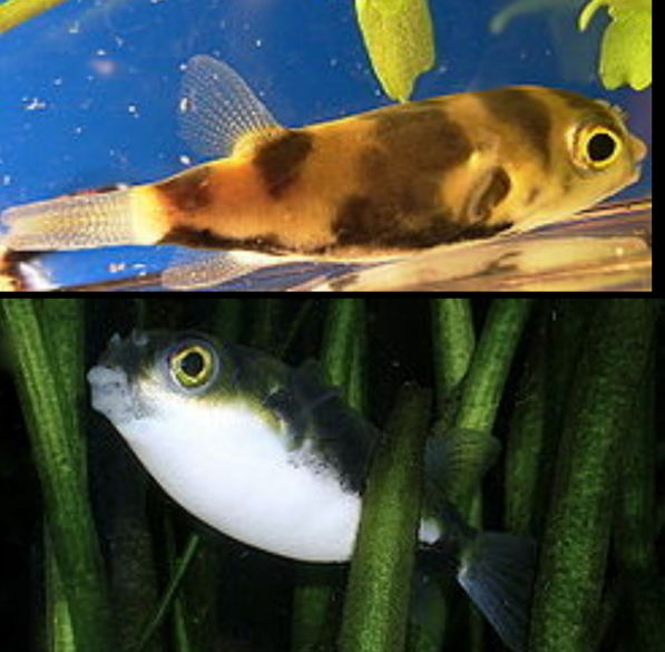 Colomesus Asellus Pez Globo, Pez Globo Amazónico, Puffer Sudamericano