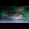 Corydoras Acutus Blacktop Corydoras, Caracha, Coridora Acutus