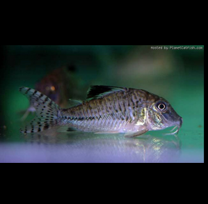 Corydoras Acutus Blacktop Corydoras, Caracha, Coridora Acutus