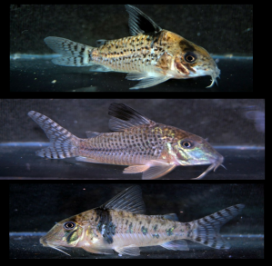 Corydoras Acutus. 2 Blacktop Corydoras, Caracha, Coridora Acutus