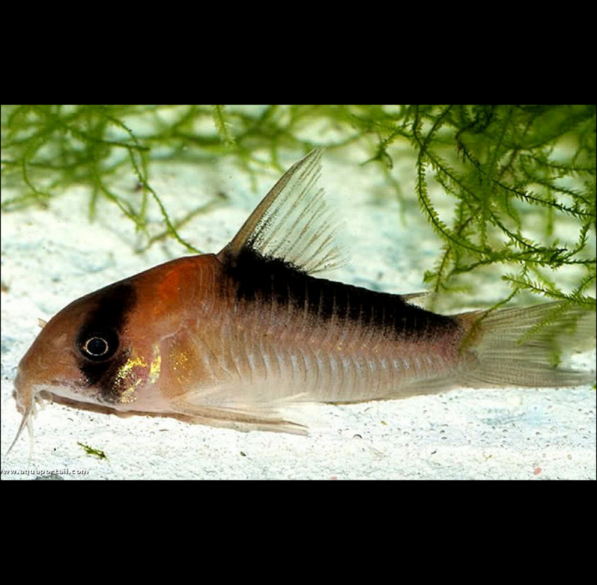 Corydoras Adolfoi Corydora de Adolfo