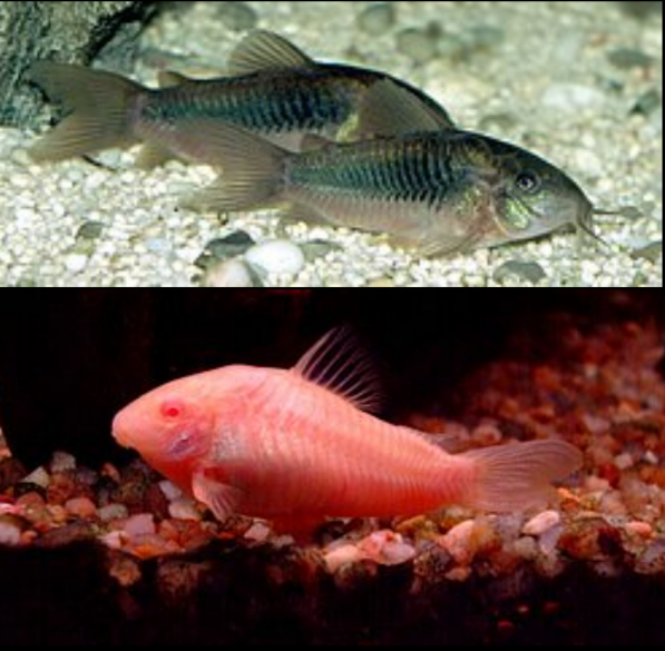 Corydoras Aeneus, Bronce, Barrefondo Bronceado, Pez Gato Bronce, Tachuela Bronceada