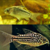 Corydoras Elegans Coridora Elegante, Corredora Elegans, Corydora Elegante,  Elegans Cory