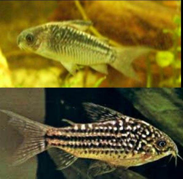 Corydoras Elegans Coridora Elegante, Corredora Elegans, Corydora Elegante, Elegans Cory