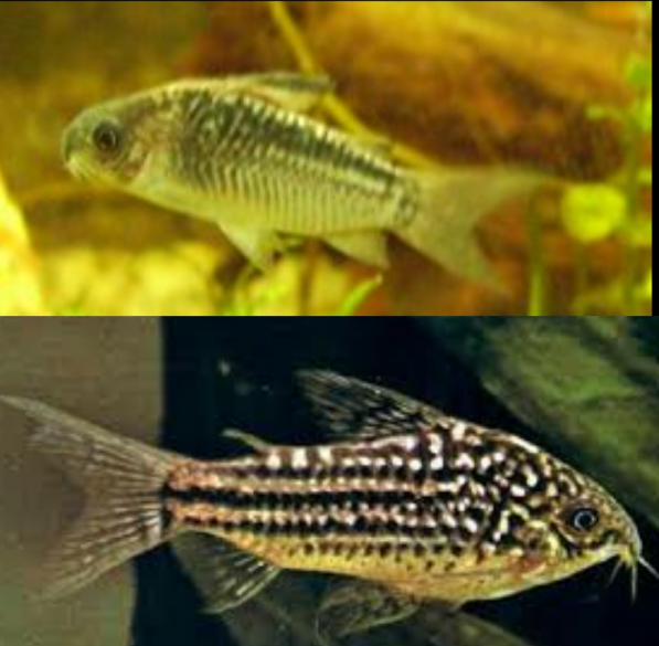 Corydoras Elegans Coridora Elegante, Corredora Elegans, Corydora Elegante,  Elegans Cory