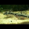 Corydoras Habrosus, Coridora Enana Manchada