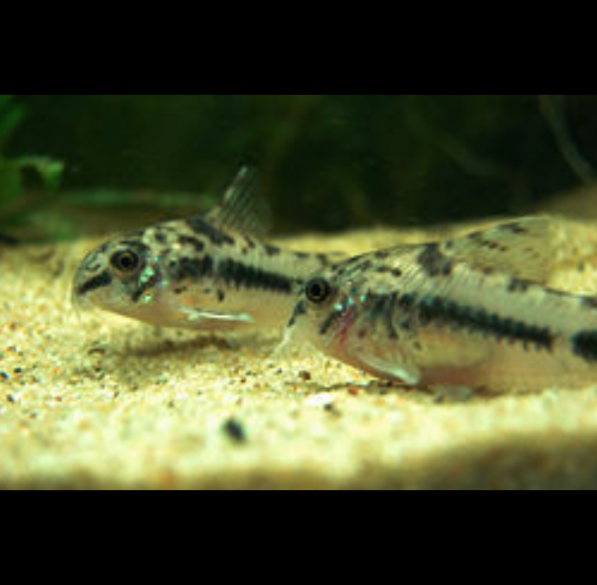 Corydoras Habrosus, Coridora Enana Manchada