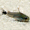 Corydoras Hastatus Corydora Enana