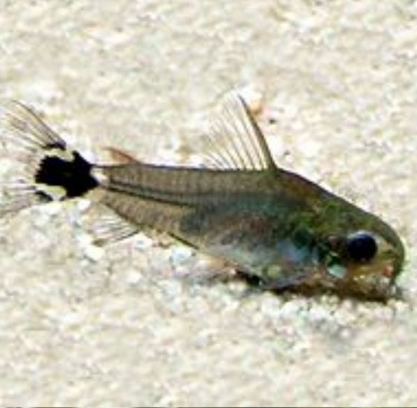 Corydoras Hastatus Corydora Enana