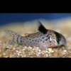 Corydoras Leucomelas Corydora de Aletas Negras