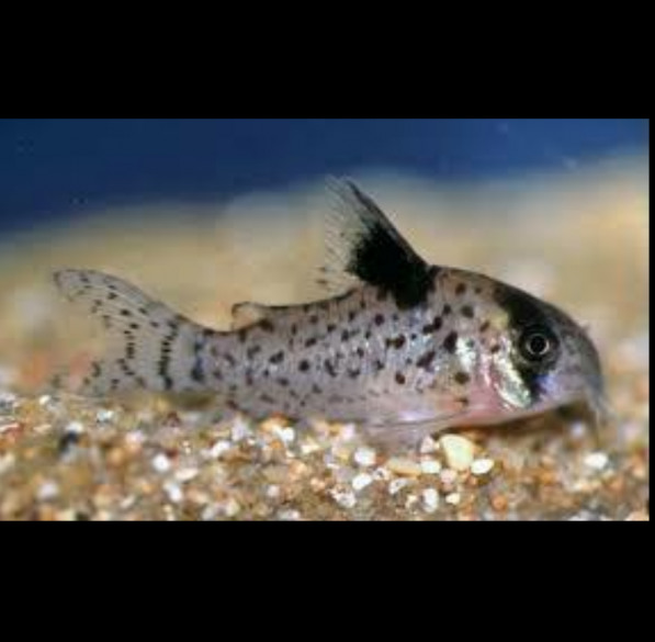 Corydoras Leucomelas Corydora de Aletas Negras