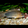 Corydoras Polystictus Corydora “multi-moteado”