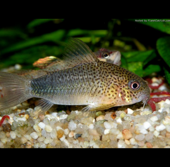 Corydoras Polystictus Corydora “multi-moteado”