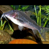 Corydoras Semiaquilus Peru Black Cory