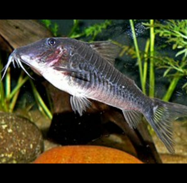 Corydoras Semiaquilus Peru Black Cory