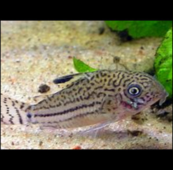 Corydoras Trilineatus Corydora de Tres Bandas,Tres Líneas,  Dubius,i Episcopi