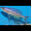 Cyprichromis Leptosoma Cypris, Relámpago Azul, Sardina de Colores