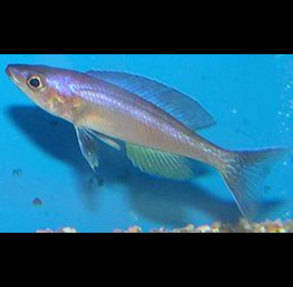 Cyprichromis Leptosoma Cypris, Relámpago Azul, Sardina de Colores