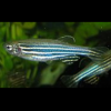 Danio Rerio Cebra, Cebrita, Medaka, Zebra