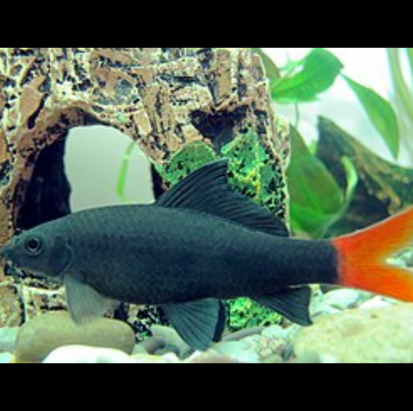 Epalzeorhynchos Bicolor Labeo Bicolor, Labeo de Cola Roja, Tiburón Cola Roja