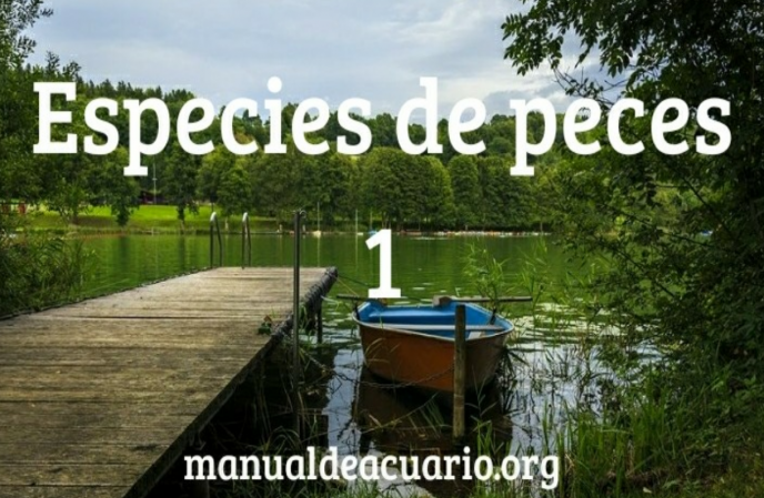 Especies de peces 1