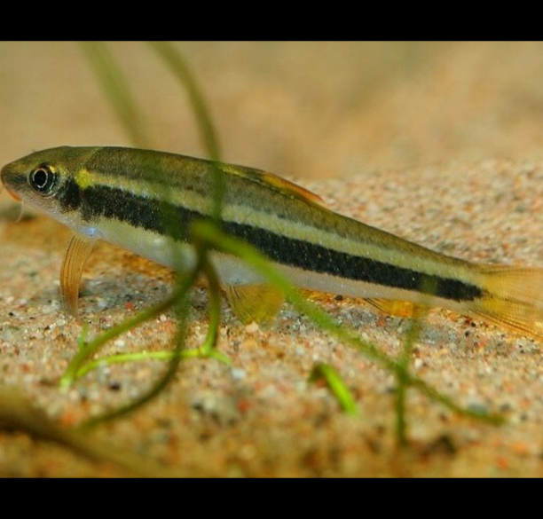 Garra Cambodgiensis Chupa Algas “Garra”, “Garra Taeniata”, Falso Chupa Algas,  Falso Siamensis, Falso Zorro Volador