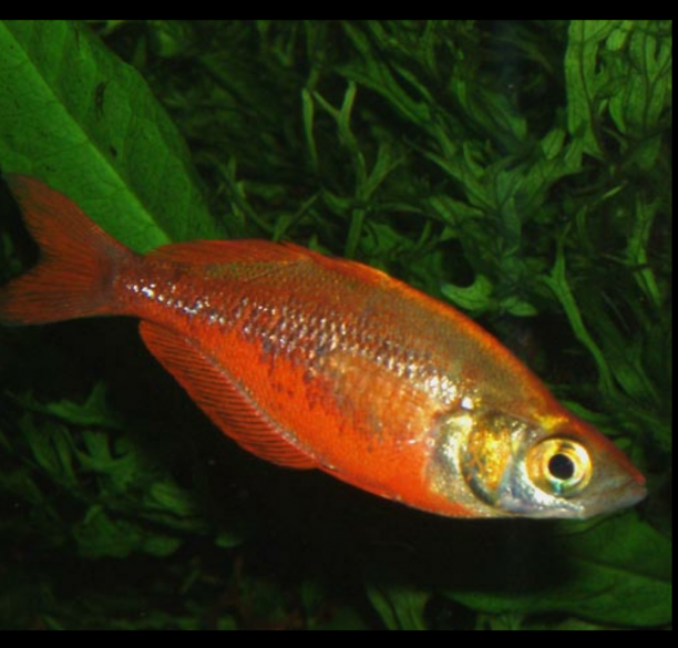 Glossolepis Incisus Arco Iris Rojo