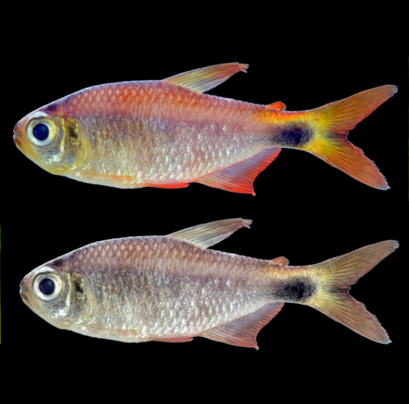 Hyphessobrycon Eos Tetra Amanecer