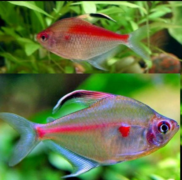 Hyphessobrycon Erythrostigma Tetra Corazón Sangrante, Tetra de Mancha Roja, Tetra de Pérez