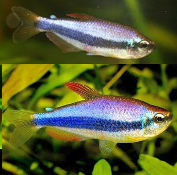 Inpaichthys Kerri Falso Tetra Emperador, Royal Tetra, Tetra Emperador Azul, Tetra Kerri