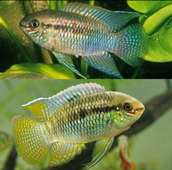 Laetacara Curviceps Acara Bandera, Acara Cabezuda, Cíclido Bandera